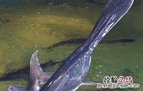 鸭嘴鱼是什么鱼 鸭嘴鱼是什么鱼图片
