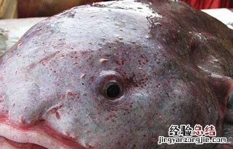 水滴鱼可以吃吗 水滴鱼可以吃吗怎么养