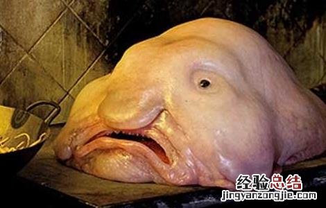 水滴鱼可以吃吗 水滴鱼可以吃吗怎么养
