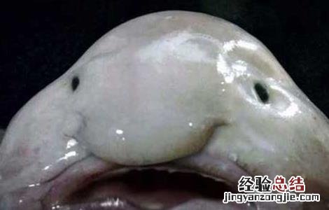 水滴鱼可以吃吗 水滴鱼可以吃吗怎么养