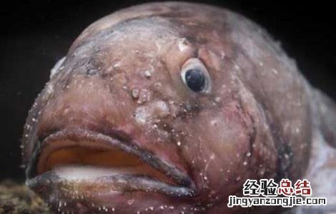 水滴鱼可以吃吗 水滴鱼可以吃吗怎么养