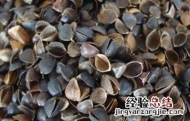 荞麦壳的功效与作用 苦荞麦壳的功效与作用