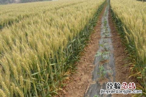 一年四季的农事有什么 你知道一年四季农民的农事的嘛