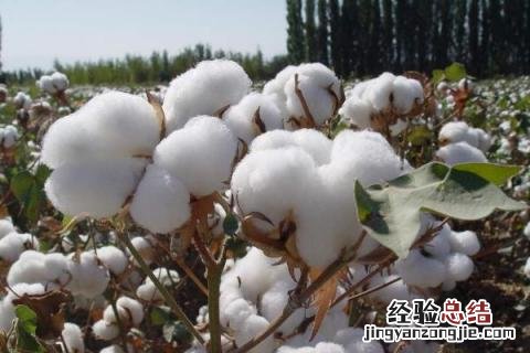 一年四季的农事有什么 你知道一年四季农民的农事的嘛