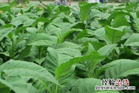 一年四季的农事有什么 你知道一年四季农民的农事的嘛