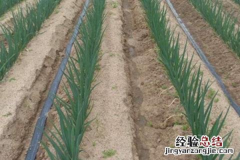 一年四季的农事有什么 你知道一年四季农民的农事的嘛