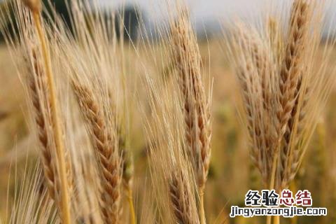 一年四季的农事有什么 你知道一年四季农民的农事的嘛