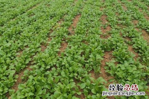 一年四季的农事有什么 你知道一年四季农民的农事的嘛