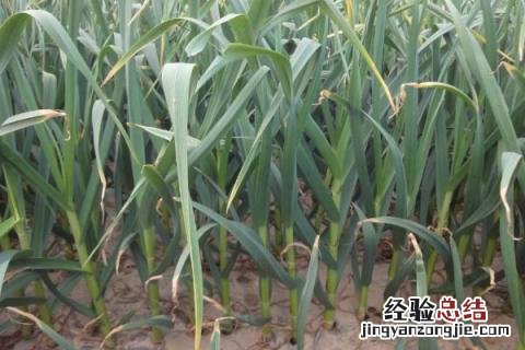 一年四季的农事有什么 你知道一年四季农民的农事的嘛