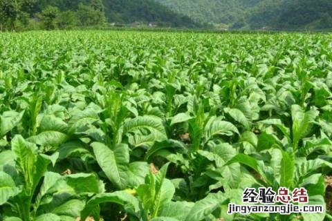 一年四季的农事有什么 你知道一年四季农民的农事的嘛
