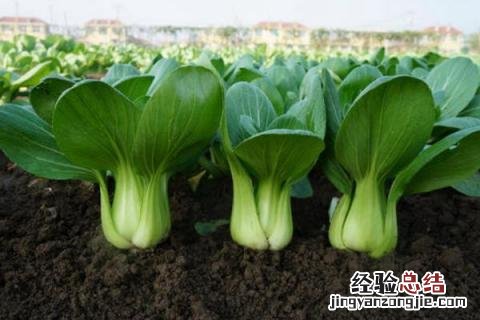 一年四季的农事有什么 你知道一年四季农民的农事的嘛