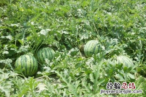 一年四季的农事有什么 你知道一年四季农民的农事的嘛