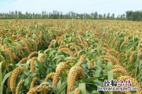 一年四季的农事有什么 你知道一年四季农民的农事的嘛
