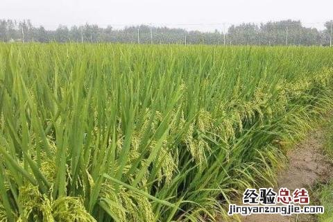 一年四季的农事有什么 你知道一年四季农民的农事的嘛