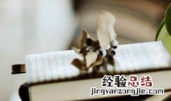 圣诞祝福语英文版 圣诞节祝福语集锦