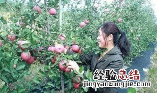 苹果树弱树复壮修剪法 苹果树怎么修剪
