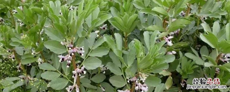 蚕豆种植技术与管理，种植株距与行距分别是多少