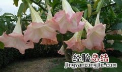 曼陀罗子的功效与作用及禁忌 曼陀罗的功效与作用