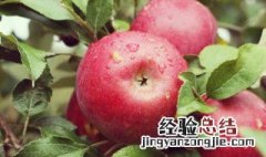 苹果吃法 苹果都有哪些吃法