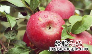 苹果吃法 苹果都有哪些吃法