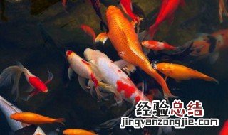女人梦见鲤鱼是什么意思 梦见鲤鱼是什么意思