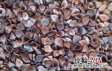 荞麦壳的功效与作用禁忌 荞麦壳的功效与作用