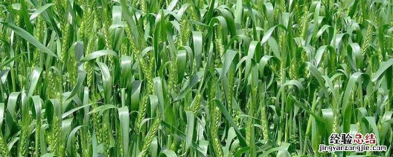 天宁38小麦种产品介绍,适合哪些地方种植