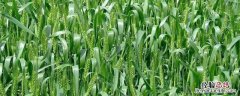 天宁38小麦种产品介绍，适合哪些地方种植