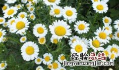 雏菊可以做什么 雏菊可以做什么甜点
