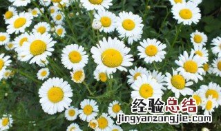 雏菊可以做什么 雏菊可以做什么甜点