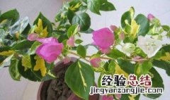 叶子花是哪个季节开花的 叶花什么季节开是夏天吗