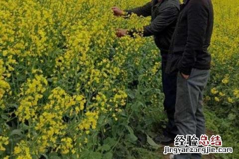 在春天做的农事有什么 春天做的农事都有什么