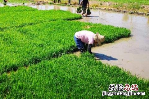 在春天做的农事有什么 春天做的农事都有什么