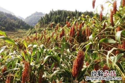 在春天做的农事有什么 春天做的农事都有什么