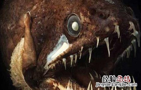 深海龙鱼能吃吗? 深海龙鱼能吃吗