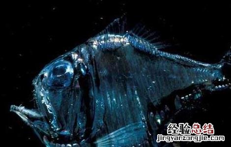 深海龙鱼能吃吗? 深海龙鱼能吃吗