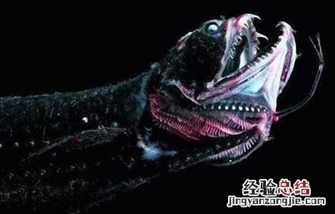 深海龙鱼能吃吗? 深海龙鱼能吃吗