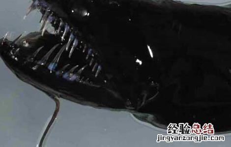 深海龙鱼能吃吗? 深海龙鱼能吃吗
