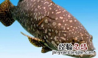 龙趸的营养价值 龙趸鱼的营养价值