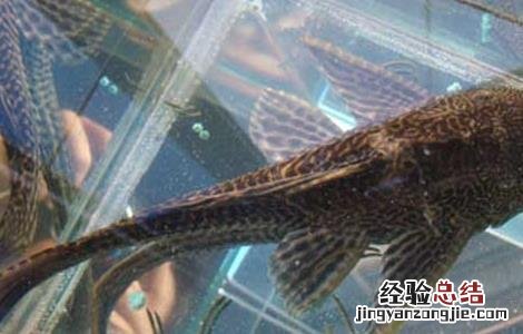 垃圾鱼能不能吃 垃圾鱼吃鱼食吗