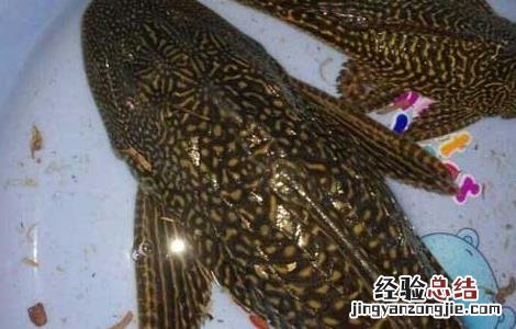 垃圾鱼能不能吃 垃圾鱼吃鱼食吗