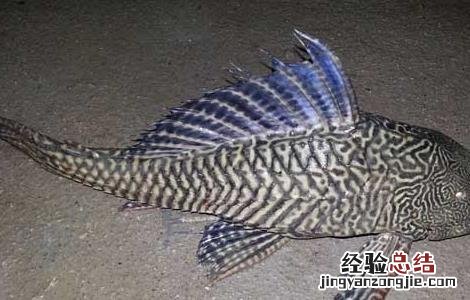 垃圾鱼能不能吃 垃圾鱼吃鱼食吗