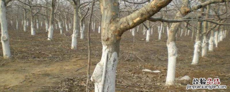石硫合剂涂白剂最佳配方，怎么使用 石硫合剂涂白剂最佳配方,怎么使用的