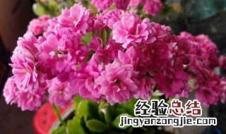 长寿花控光什么季节最好 长寿花控光什么季节最好养活