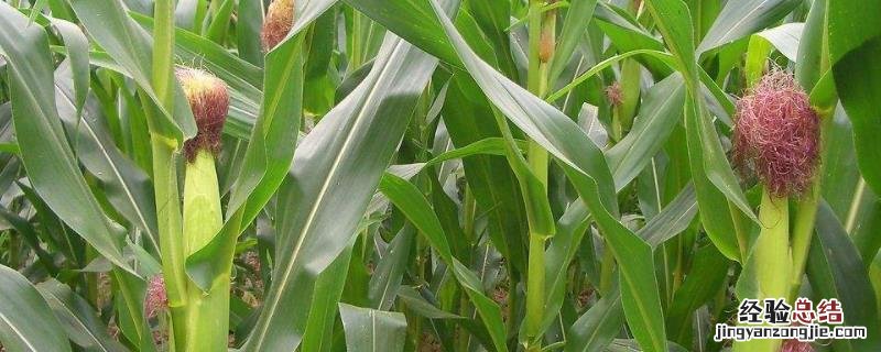 玉米死杆子是什么原因造成的，玉米呕吐毒素标准是多少