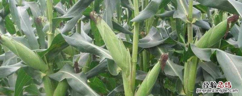 玉米是什么根系,玉米合理密植的意义及原则