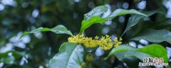 咏桂花吕声之赏析 《咏桂花》