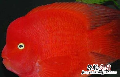 财神鱼和什么鱼一起养合适 财神鱼和什么鱼一起养