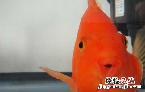 财神鱼和什么鱼一起养合适 财神鱼和什么鱼一起养