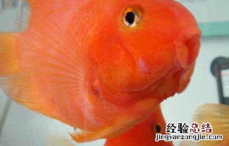 财神鱼和什么鱼一起养合适 财神鱼和什么鱼一起养